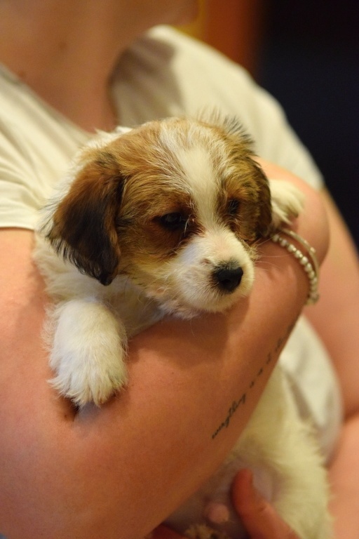 Jack Russel teriér s PP - Valmont - 2