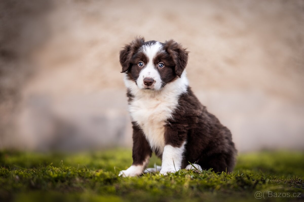 Štěně Border kolie s PP - 2