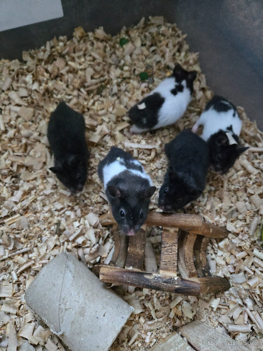 Křeček syrský - 2