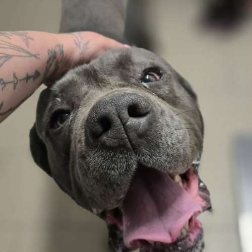 Kein - X Cane Corso, cca 2 roky - 2