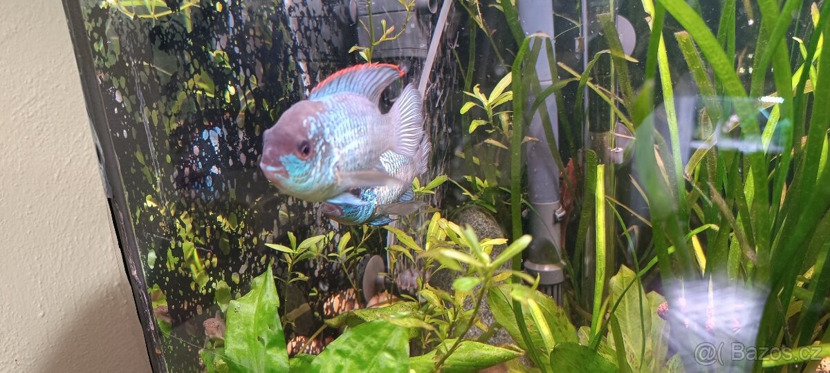 Akara cichlida papuščí endlerky krevetky - 2