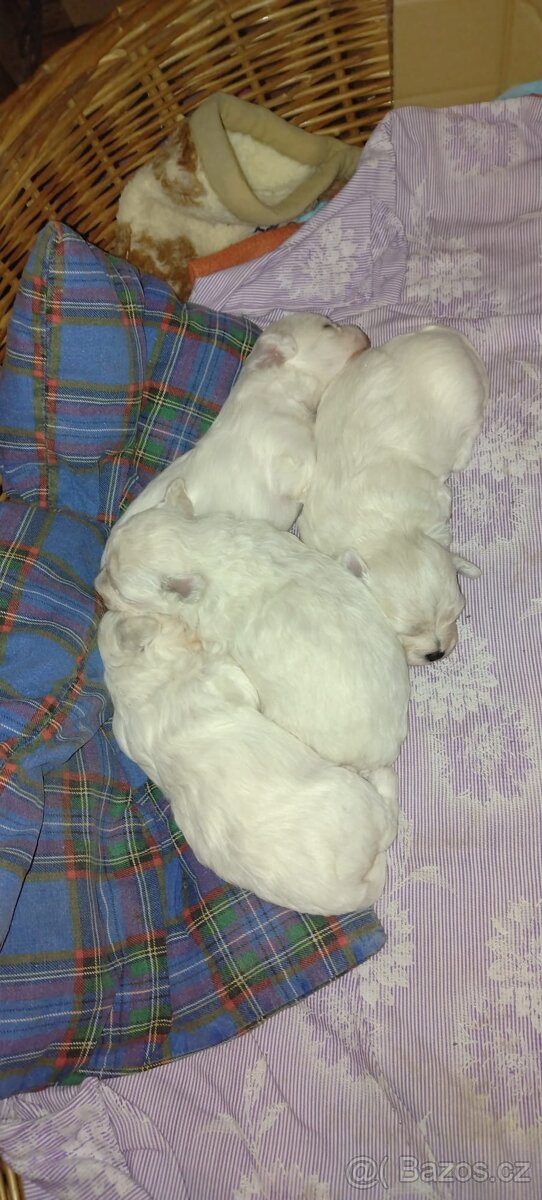 Maltézský psík - 2