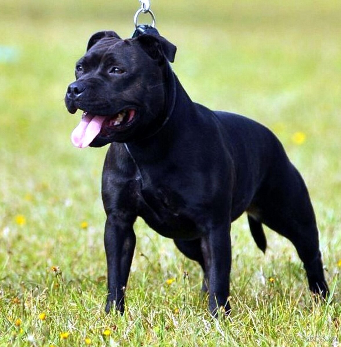 Prodám stafordšírský bulteriér z certifikátem - 2