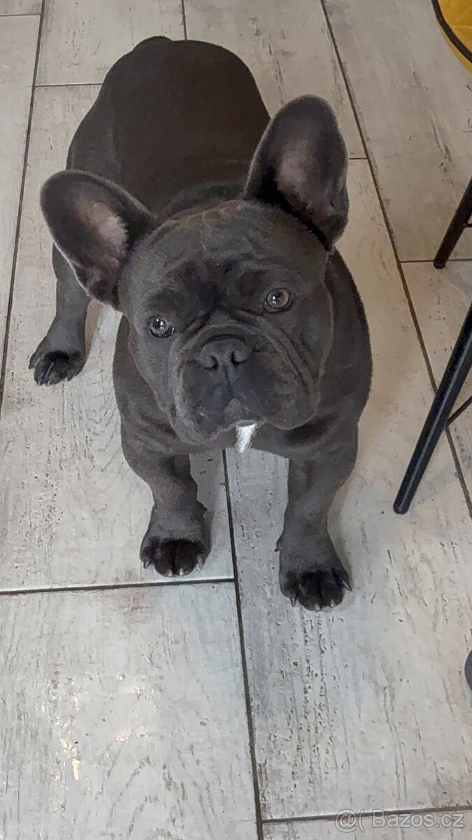 Francouzský buldoček na prodej - 2
