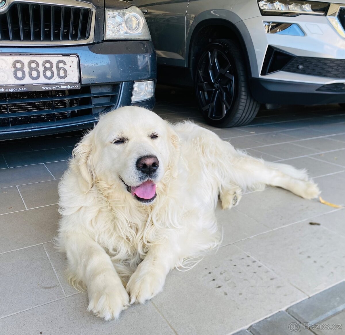 Zlatý retrívr-krytí - 2