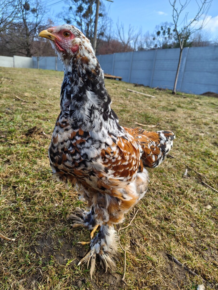 Brahmánka velká - porcelán - 2