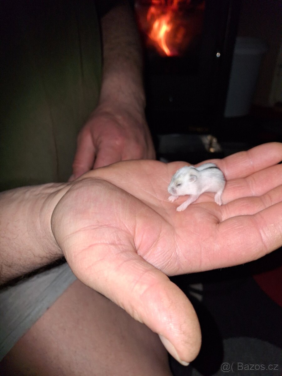 Křeček džungarsky - 2