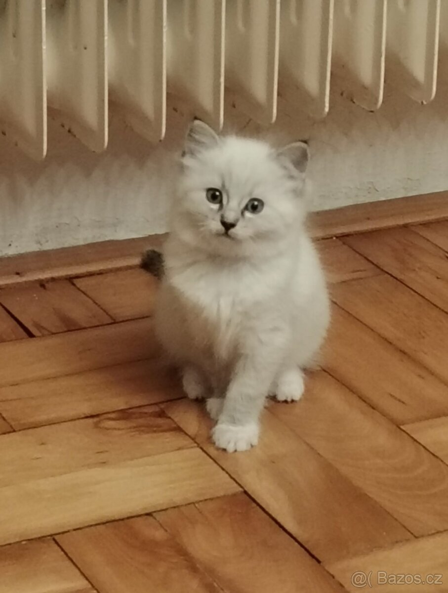 Ragdoll koťátka - 2