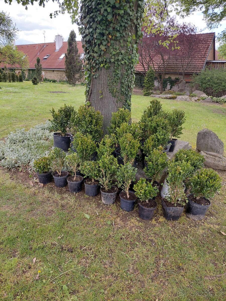 Buxus microphylla Faulkner v kontejneru - 2