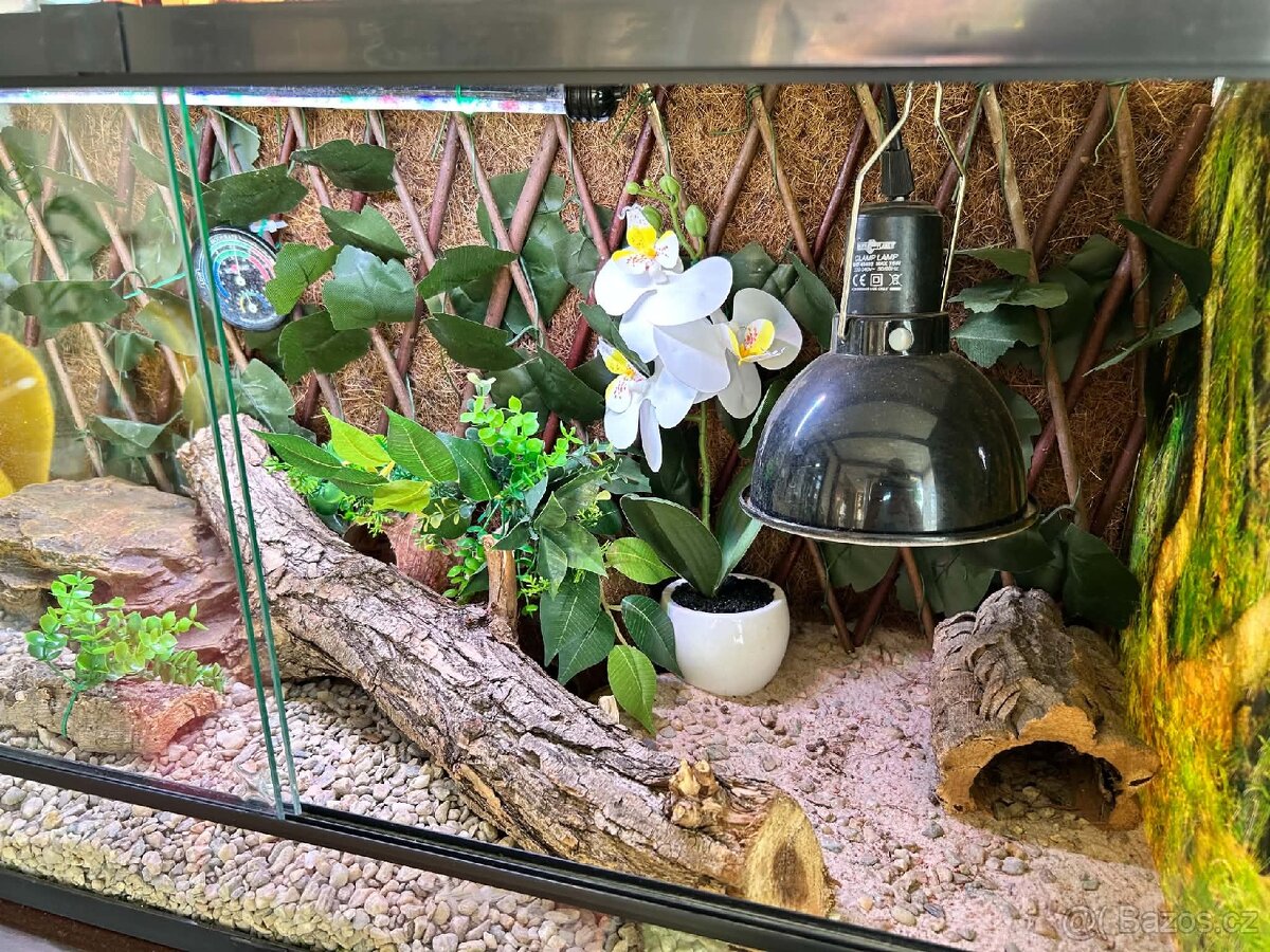 Terarium - 2