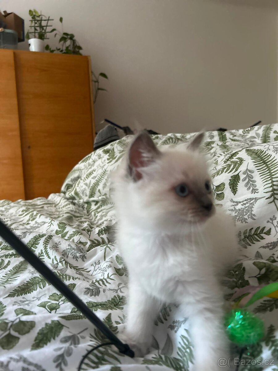 Ragdoll - 2