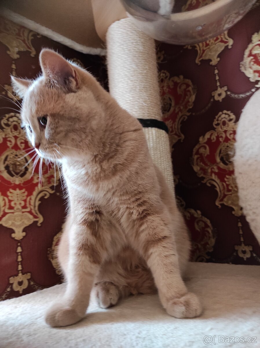 Britský kocourek , britské kotě britská koťátka - 2