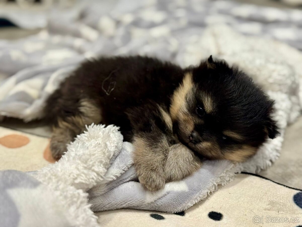 Pomeranian s PP FCI - 2