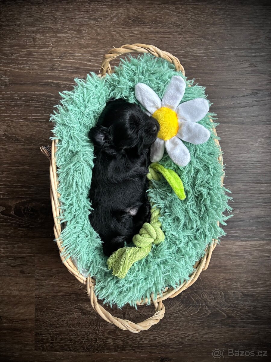 Jorkšírský teriér s PP - fena - 2