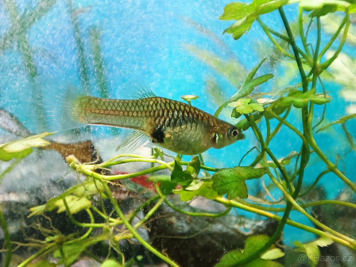 Nabízím živorodky wingeovy (gupky endlerovy) - 2