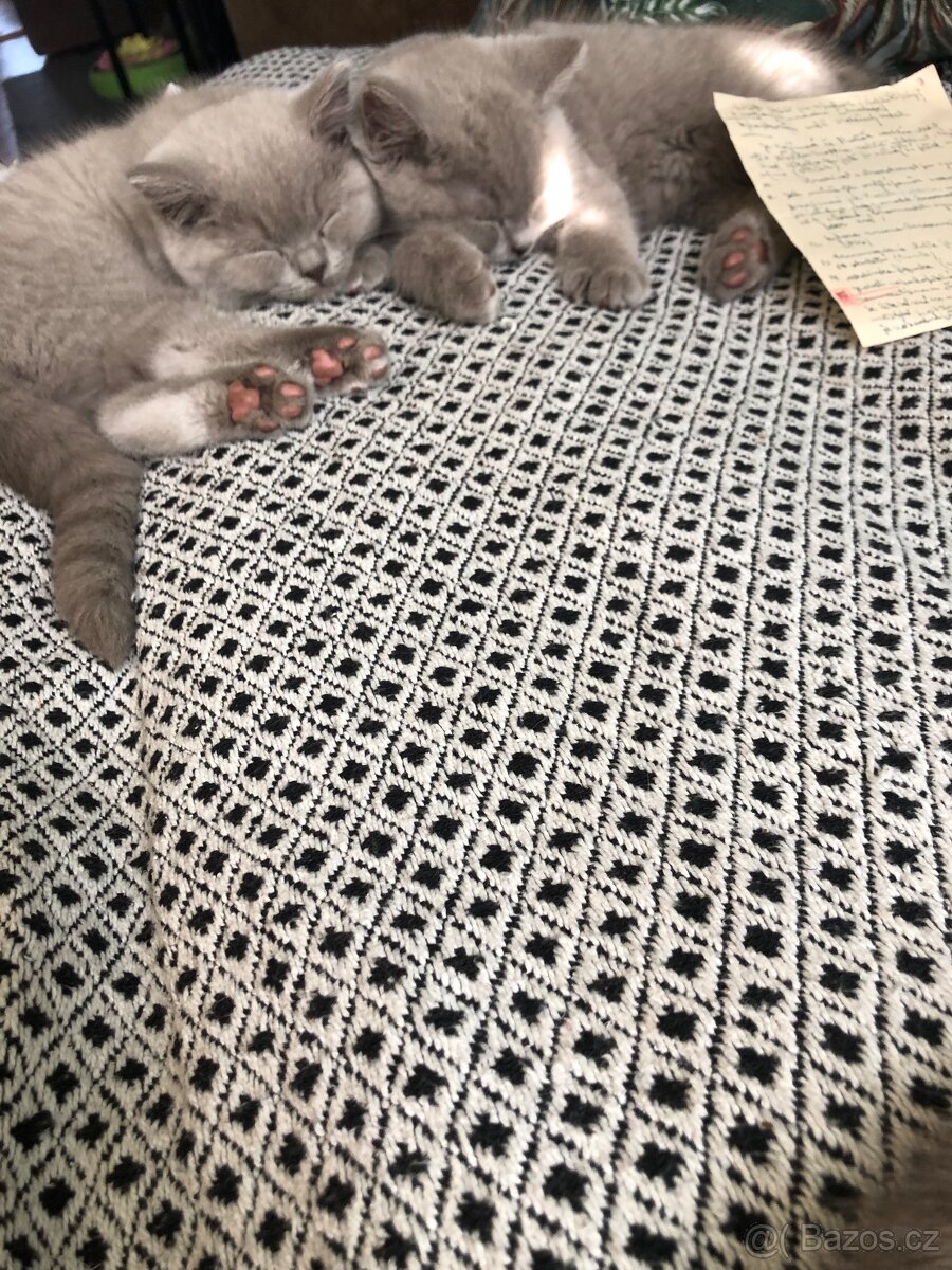 Britská koťata lila – bez PP - 2