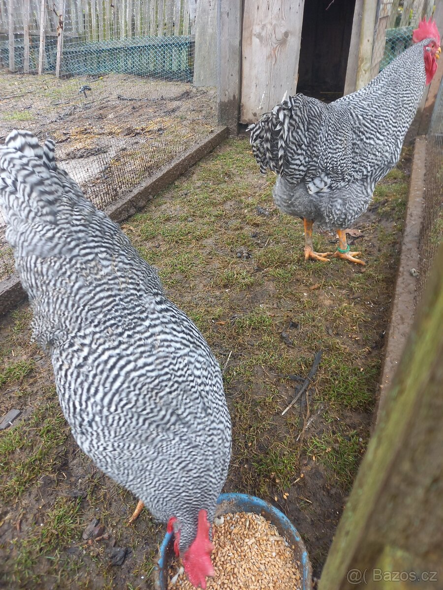 Amroks - kohouti - 2