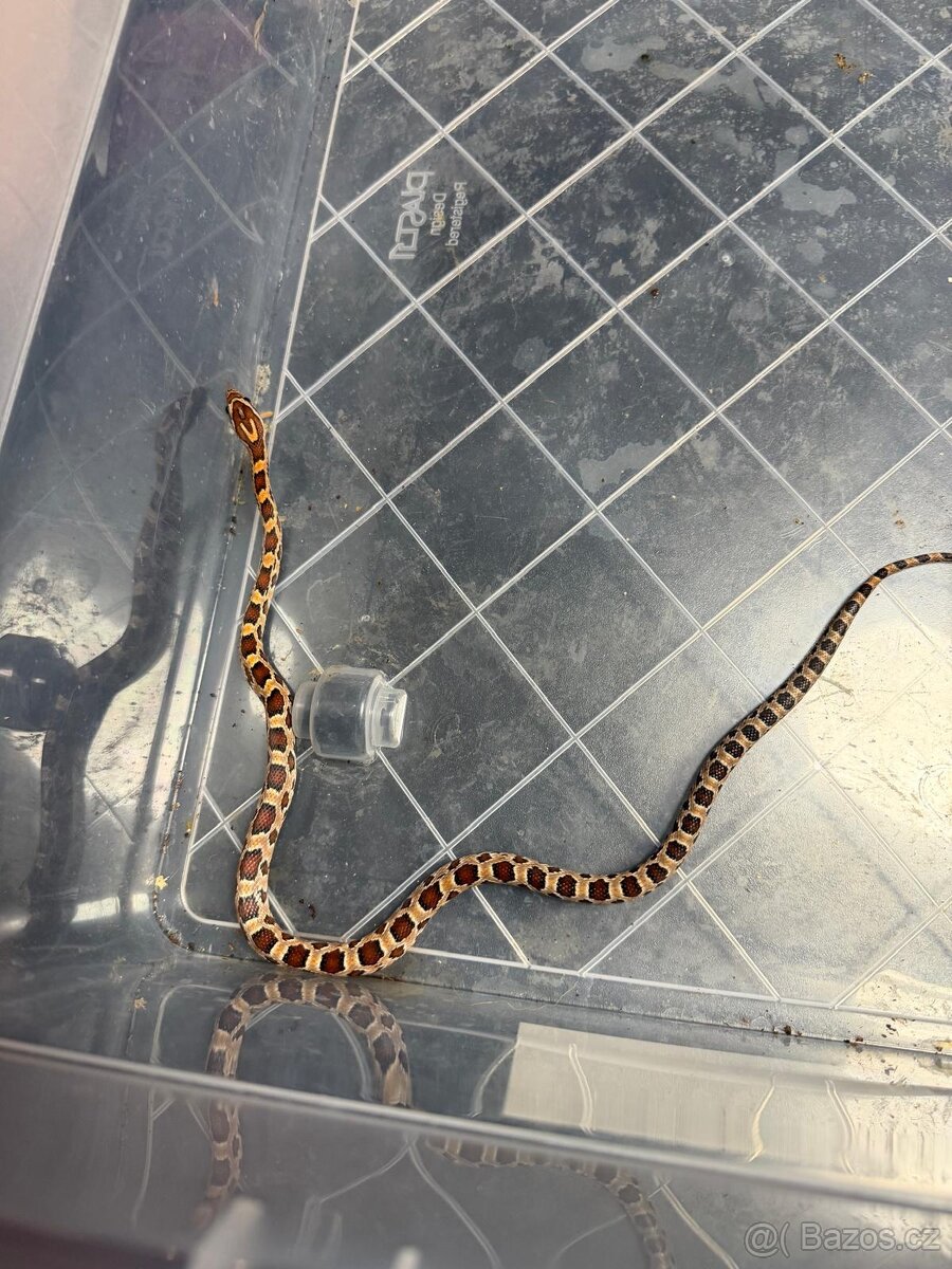 Užovka červená - 2