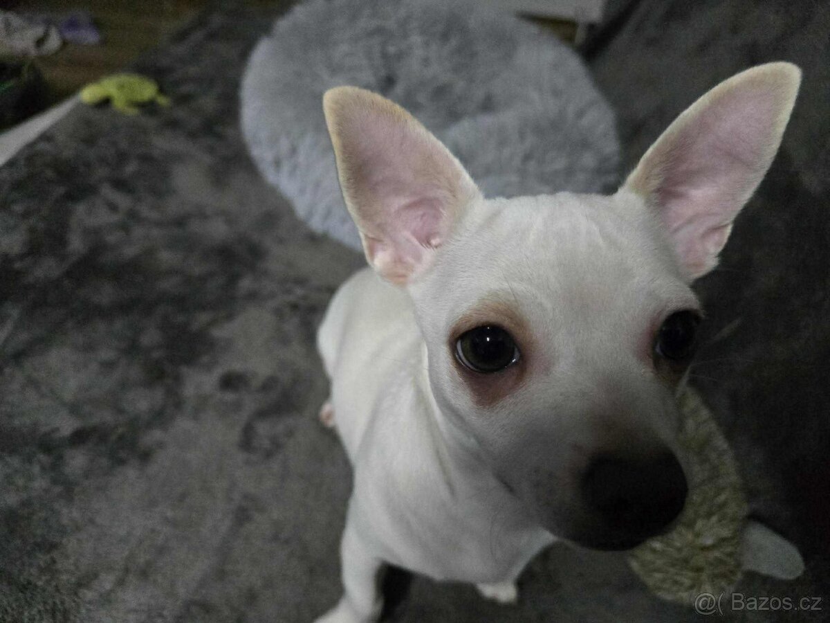 Daruji pejska čivavu - 2