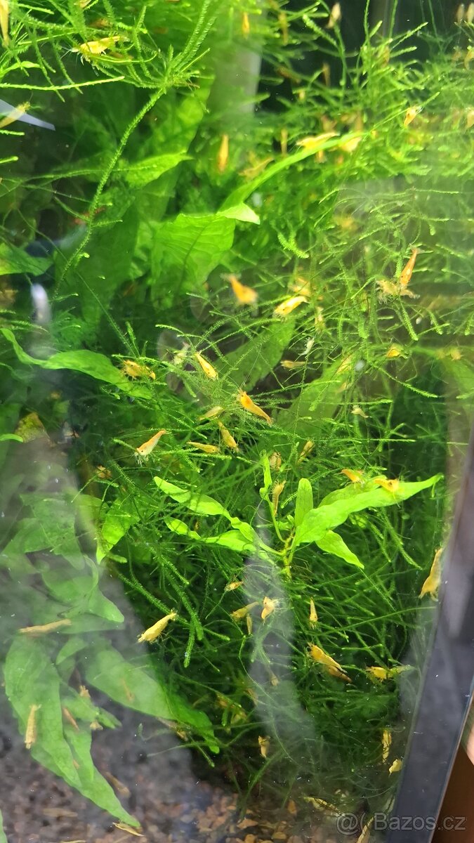 Neocaridina yelow orange - 2