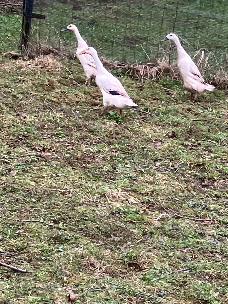 Násadová vajíčka Indický běžec stříbrný - 2