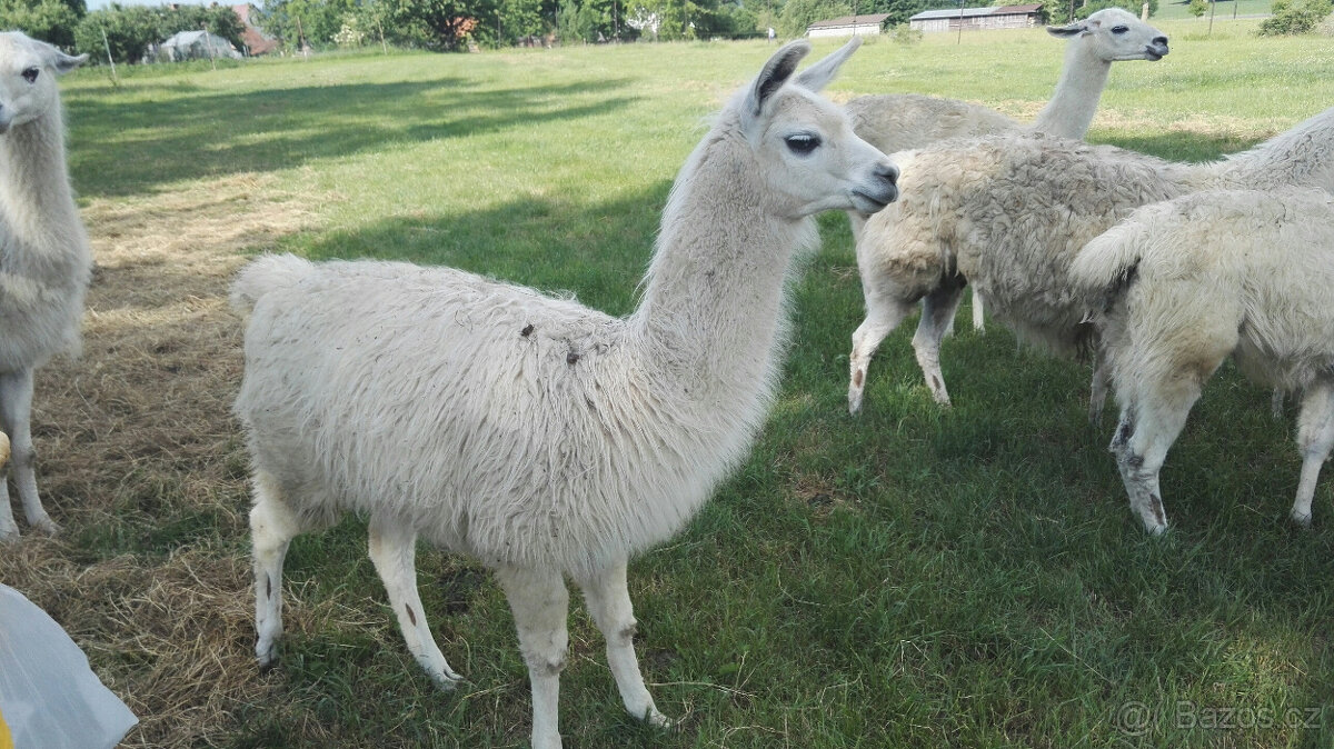 Lama-lamy - 2