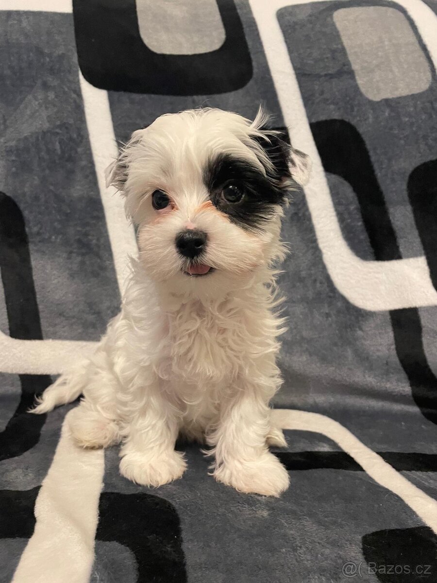 Jorkšírský teriér - 2