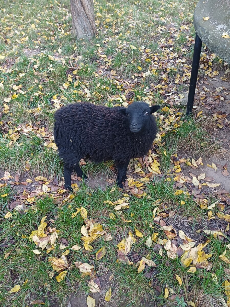 Quessantská ovce - 2