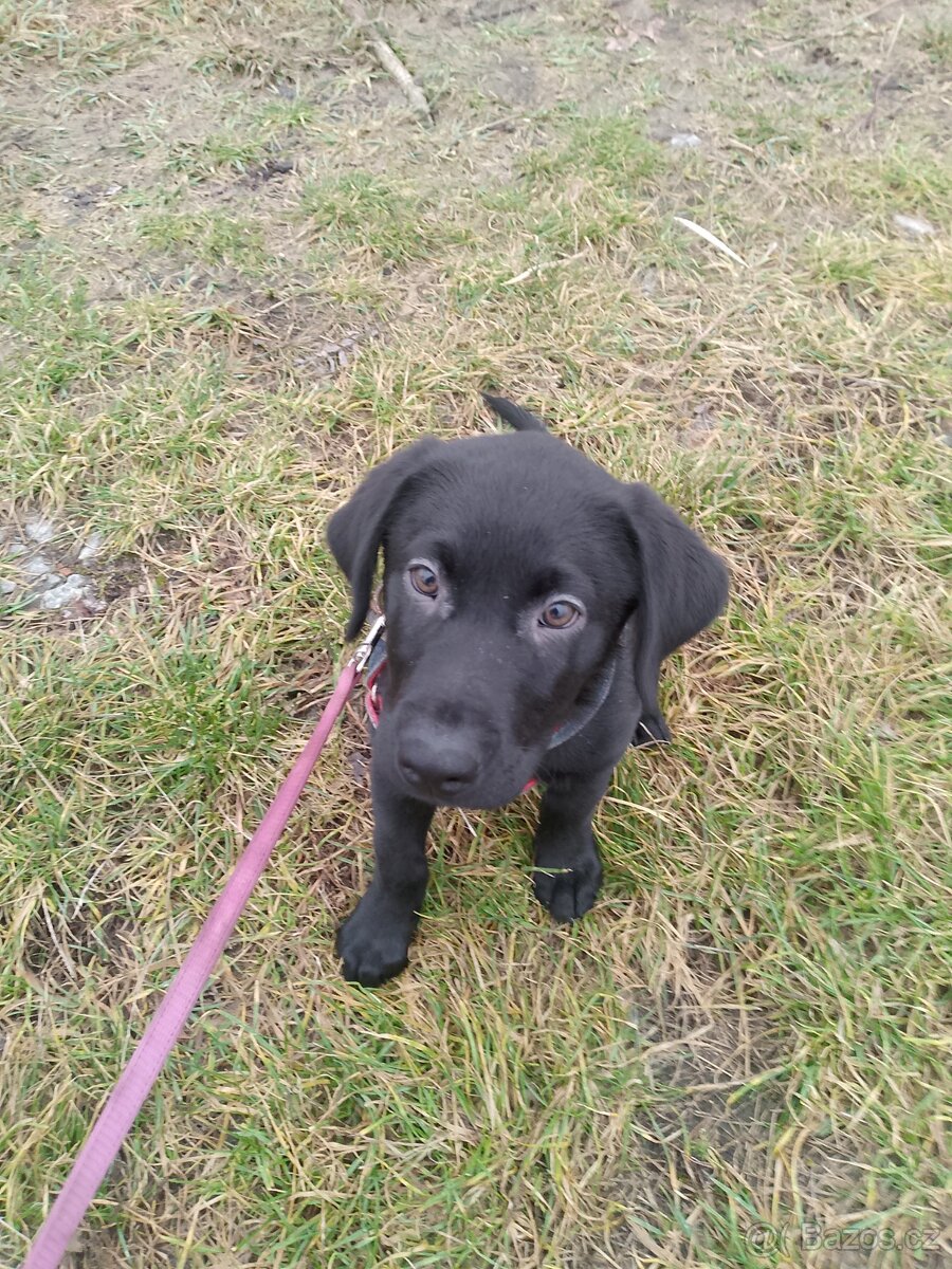 Labrador štěně - 2