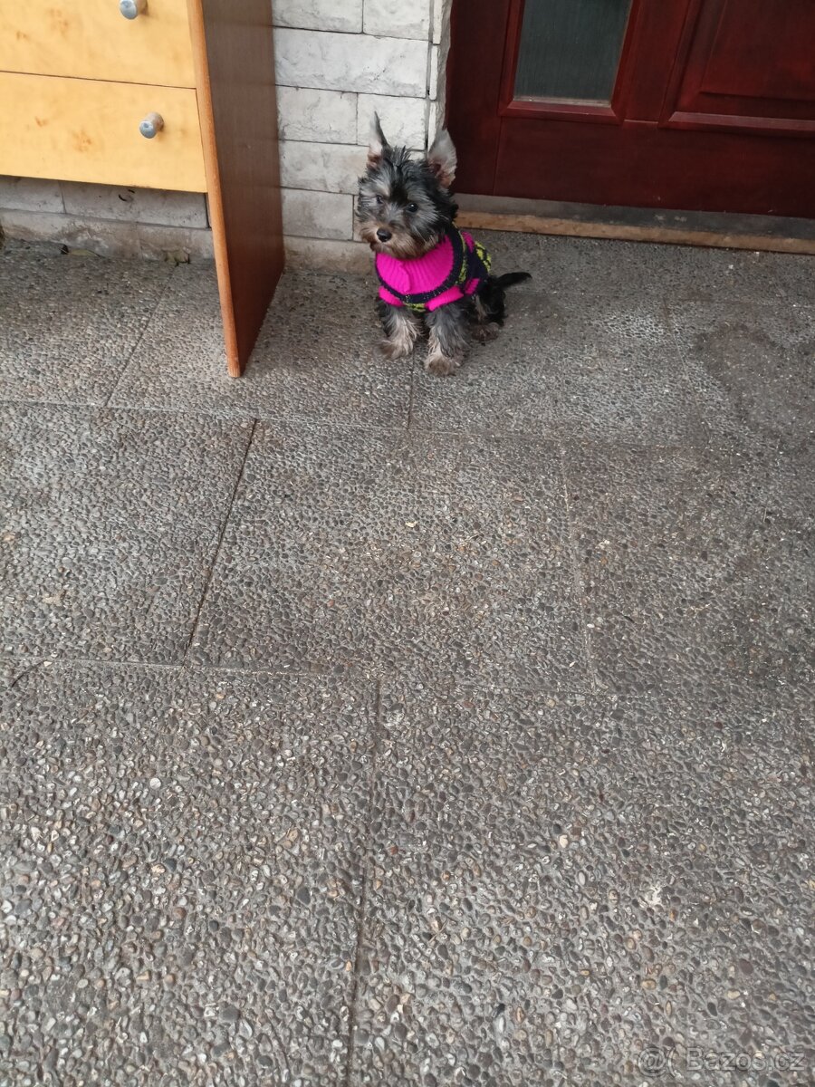 Jorkšírský teriér s PP - 2