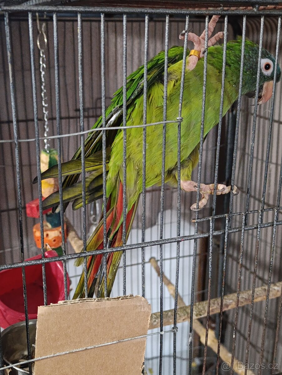 Aratinga Dlouhoocasý - 2