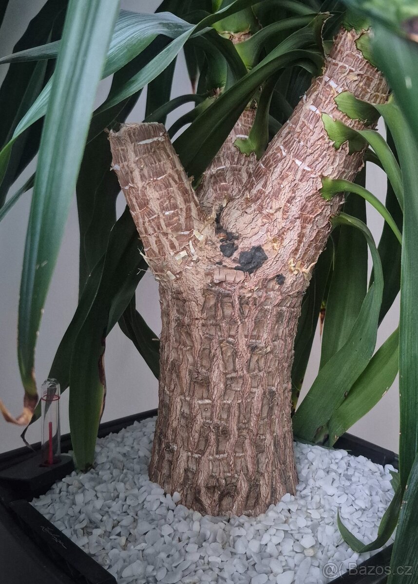 Juka - pokojová - 2