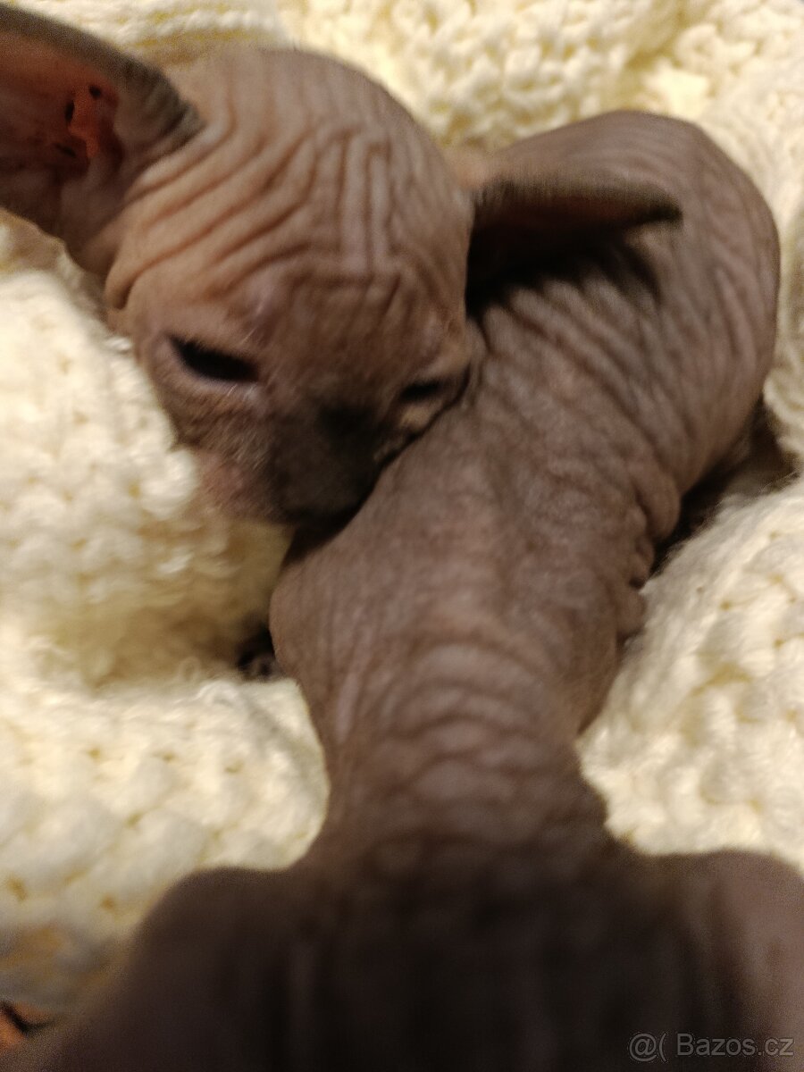 Kanadský sphynx - 2