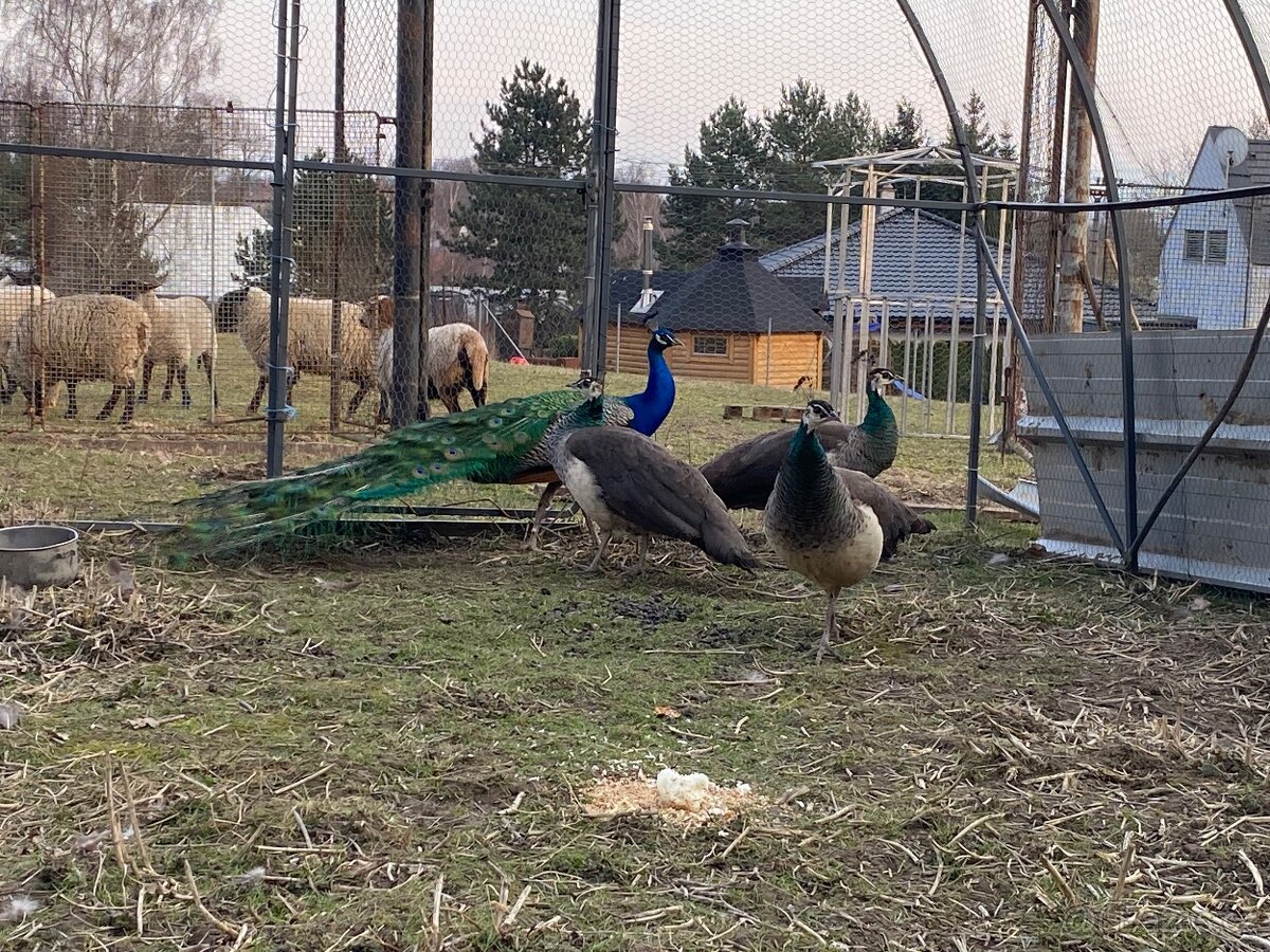 Poslední 3 ks PÁVICE - 2