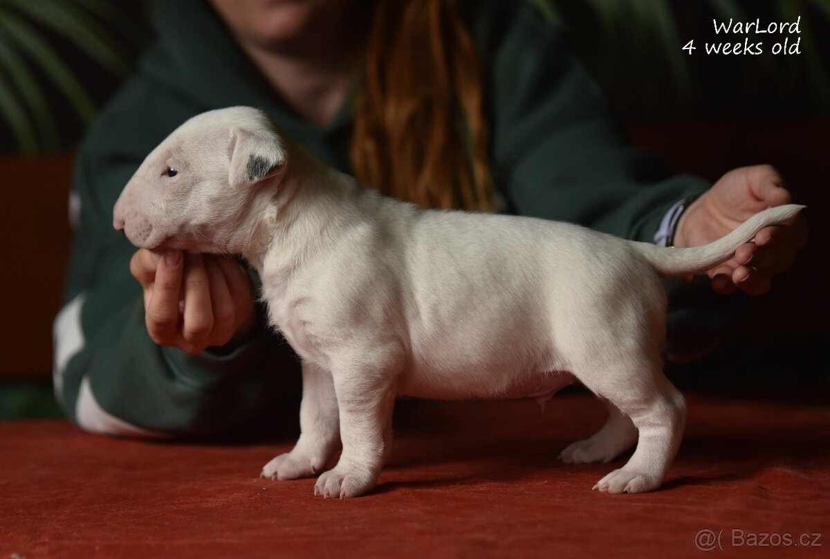 Bulterier-štěnátka s PP - 2