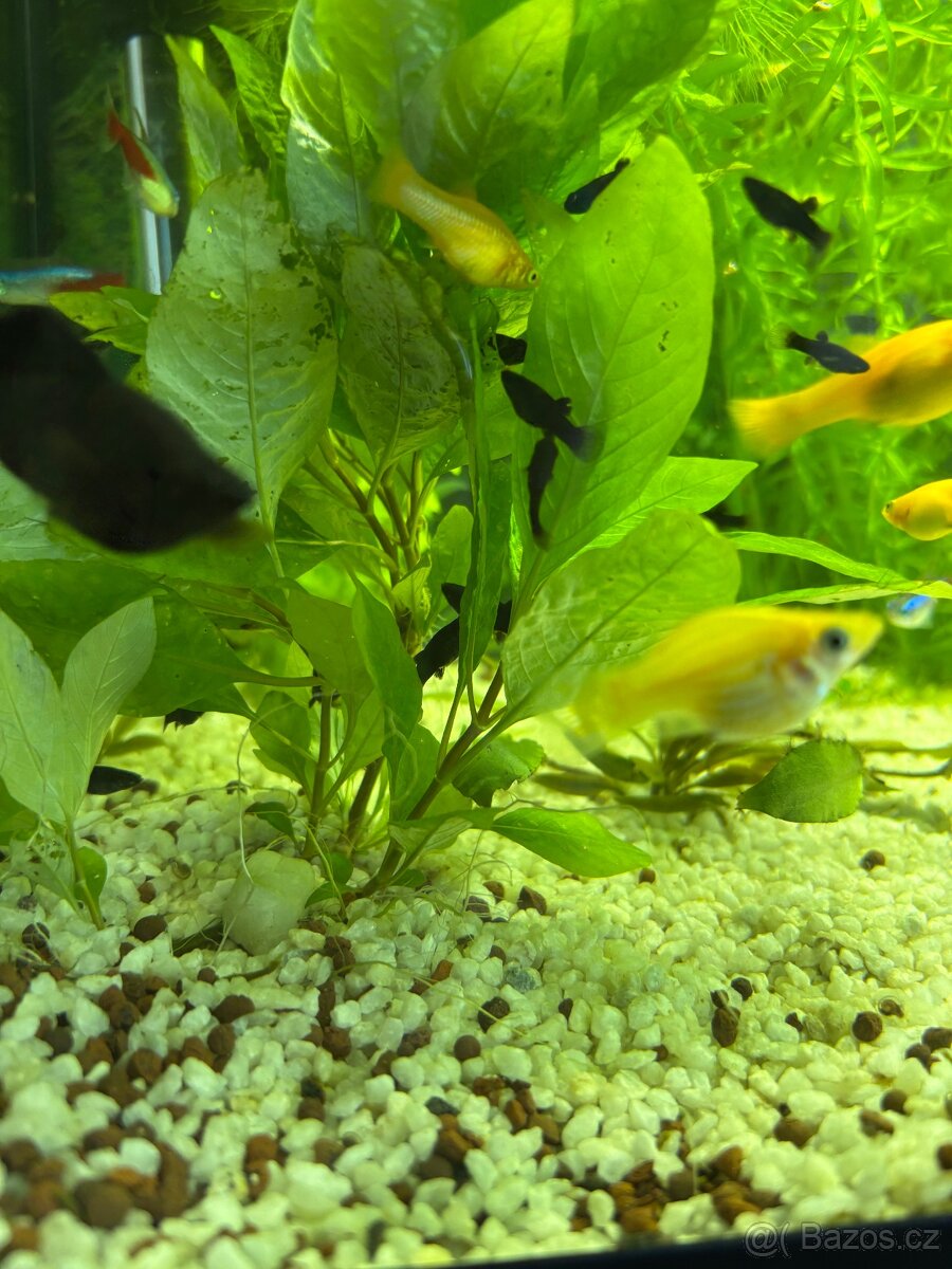 Black a gold molly - 2