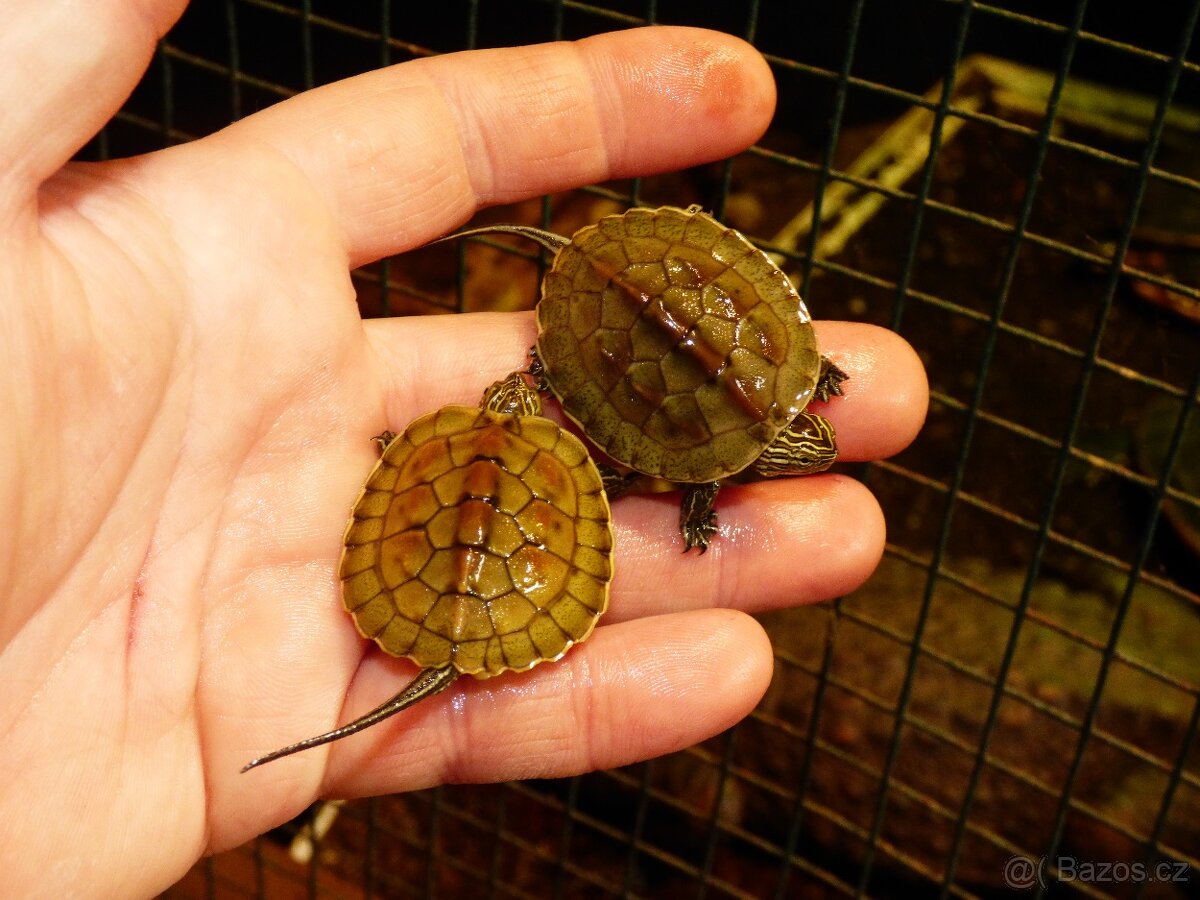 Želva čínská (Mauremys sinensis - 2