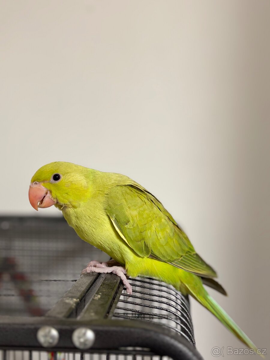 Alexandr malý i s klecí - 2