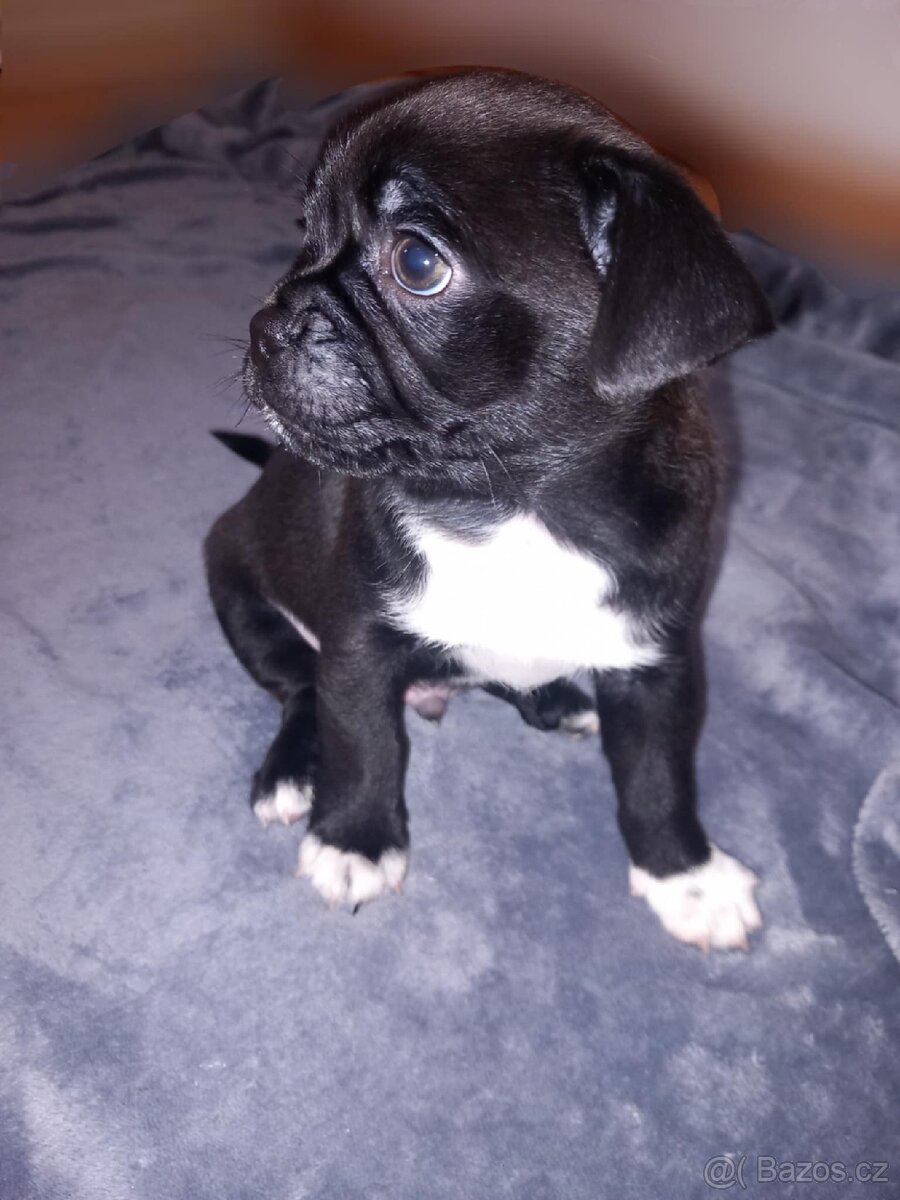 Štěňata Mops > s pinčem - 2