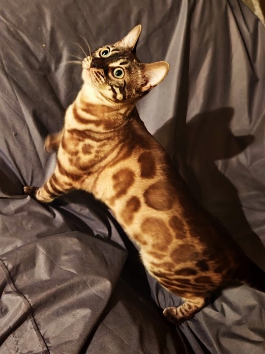 BENGÁLSKÁ KOČKA - kočička s PP - 2