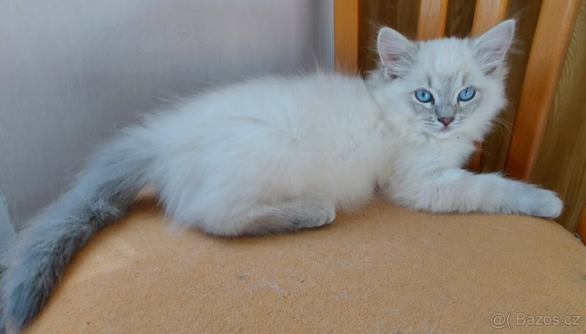 Maciatka ragdoll na odber - 2