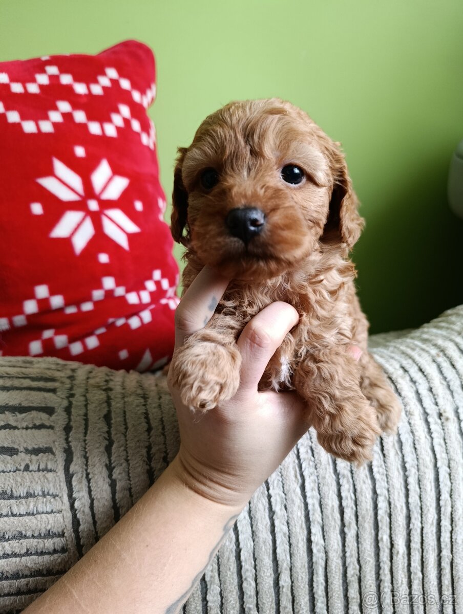 Cavapoo - 2