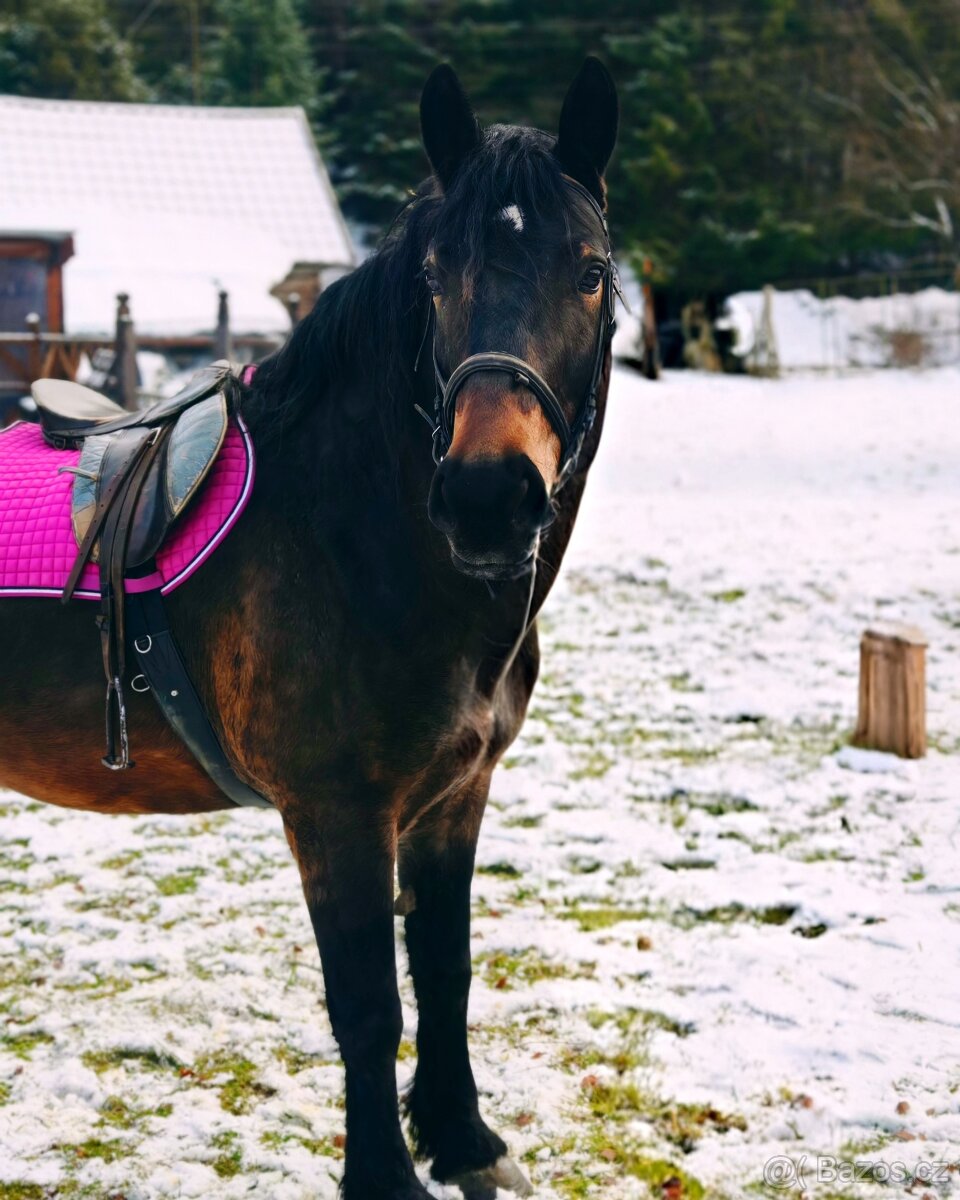 Predám Kobylu - 2