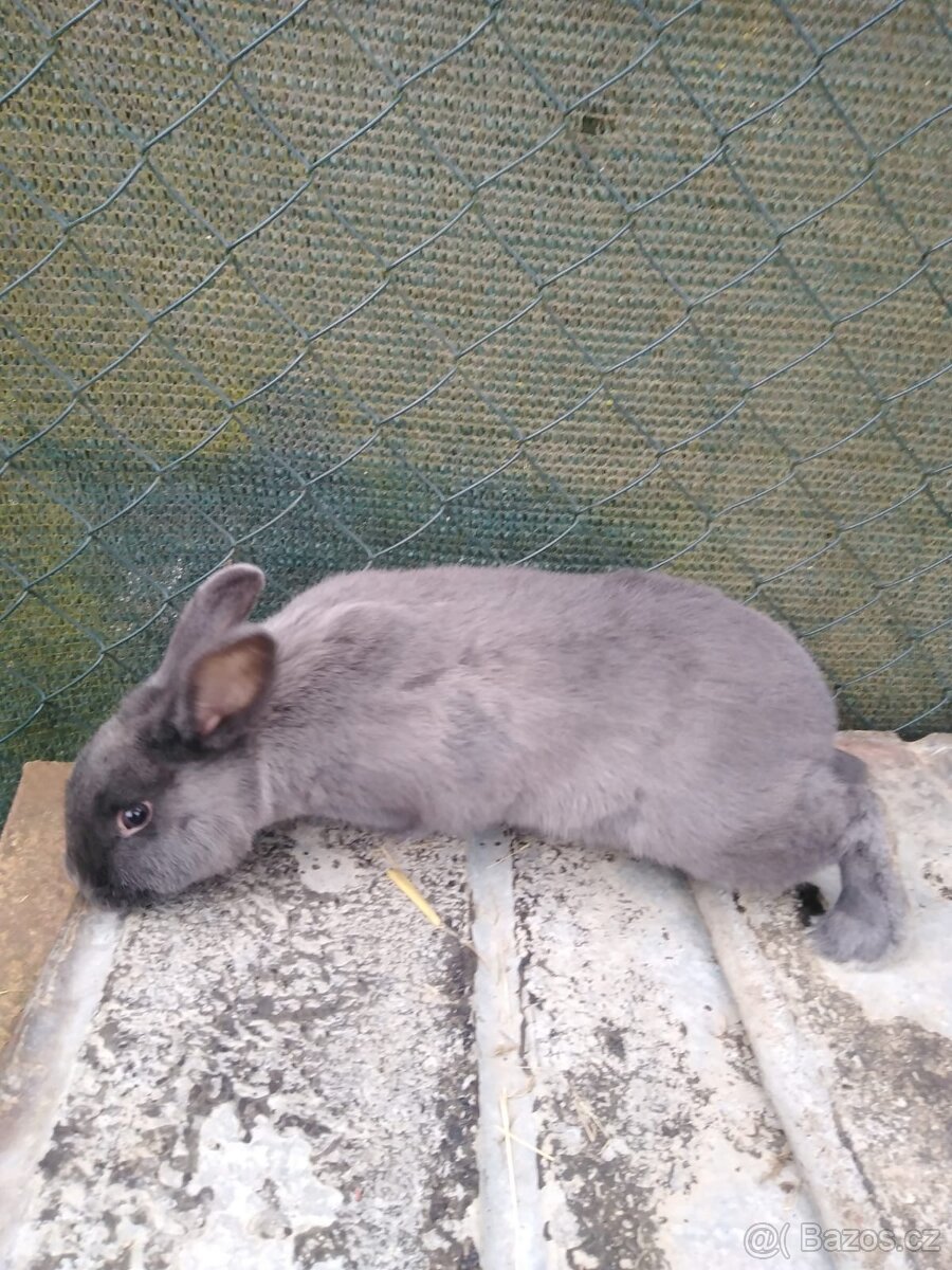 Prodám králíky - 2