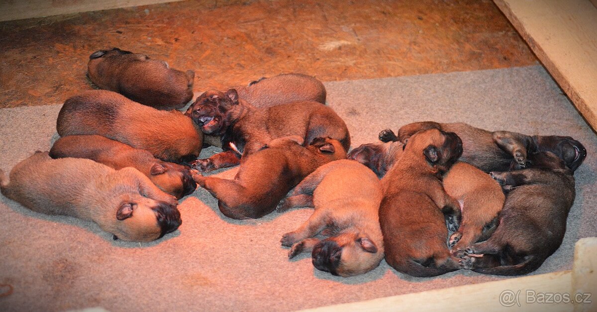 Belgický ovčák MALINOIS s PP - 2