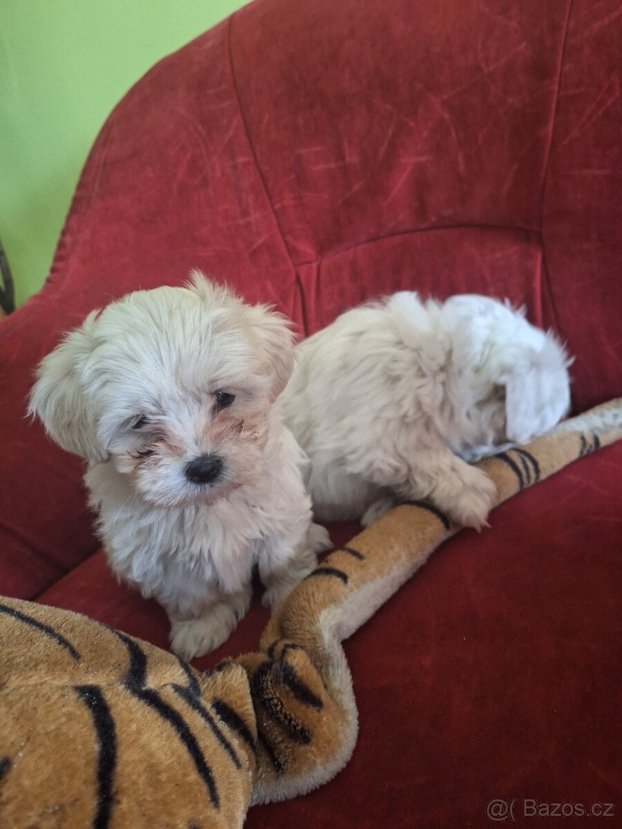 Maltezský psík štěnátka - 2