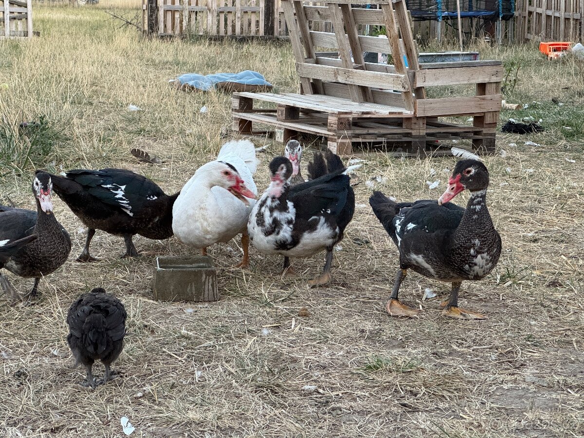 Kachna pižmová - 2