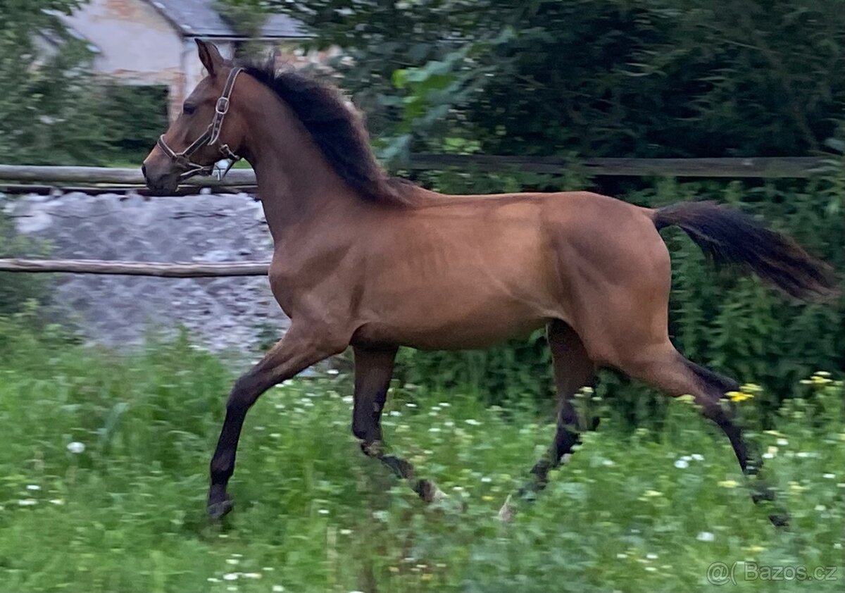 Roční klisna ČT - 2