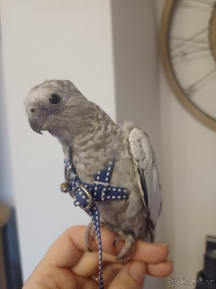 Korela bělohlavá perlová šedá - 2