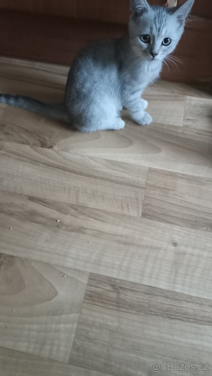 Britský kocourek whiskas s PP - 2